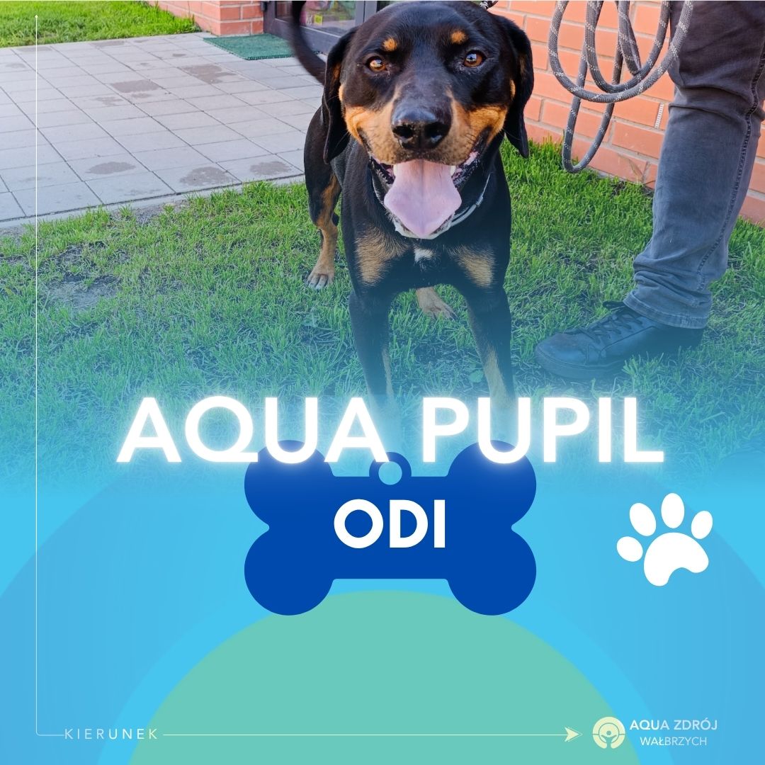 🐾 Aqua Pupil lipca  ☀️💙